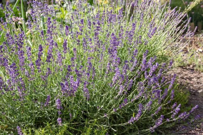 Hittetolerante planten:24 variëteiten voor een bloeiende zomertuin 
