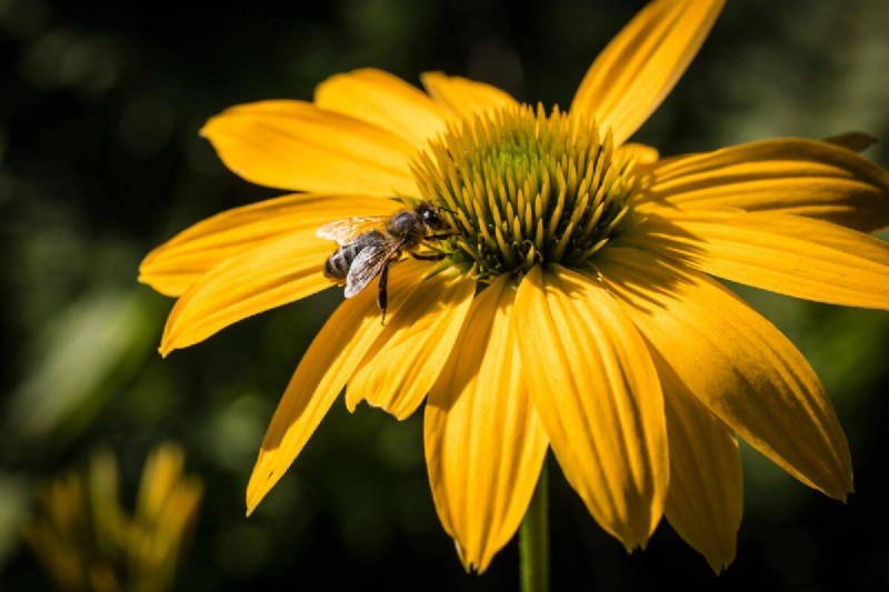 Hittetolerante planten:24 variëteiten voor een bloeiende zomertuin 