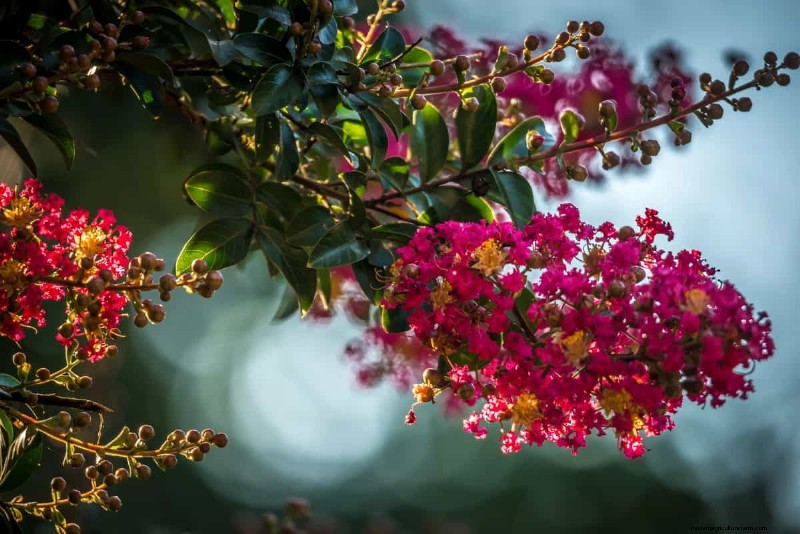Hittetolerante planten:24 variëteiten voor een bloeiende zomertuin 