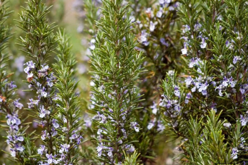 Hittetolerante planten:24 variëteiten voor een bloeiende zomertuin 