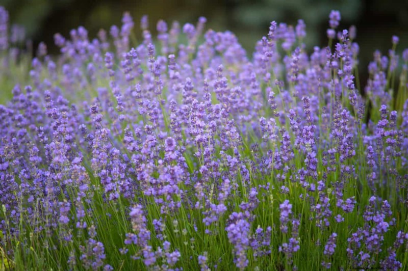 Hittetolerante planten:24 variëteiten voor een bloeiende zomertuin 