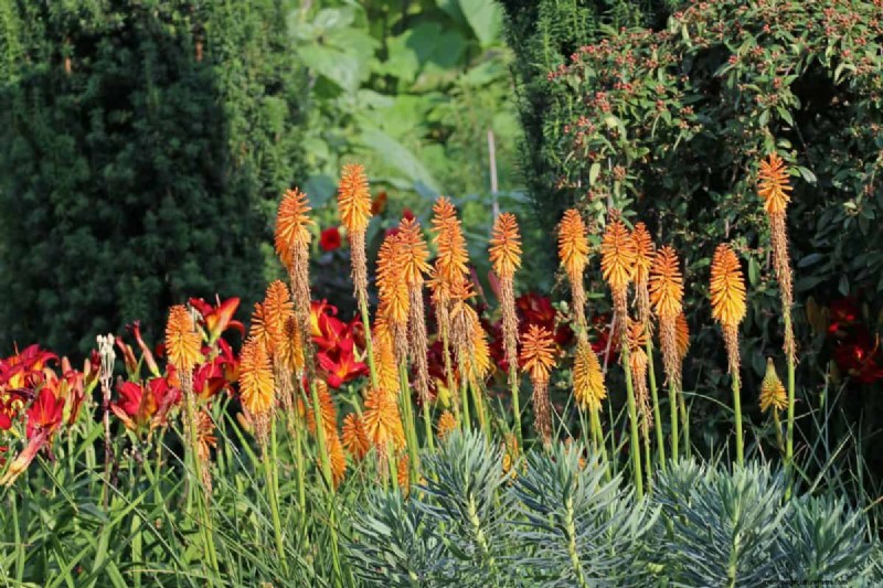 Hittetolerante planten:24 variëteiten voor een bloeiende zomertuin 