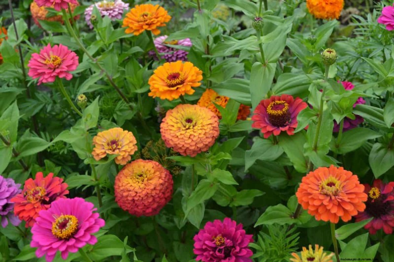Hittetolerante planten:24 variëteiten voor een bloeiende zomertuin 