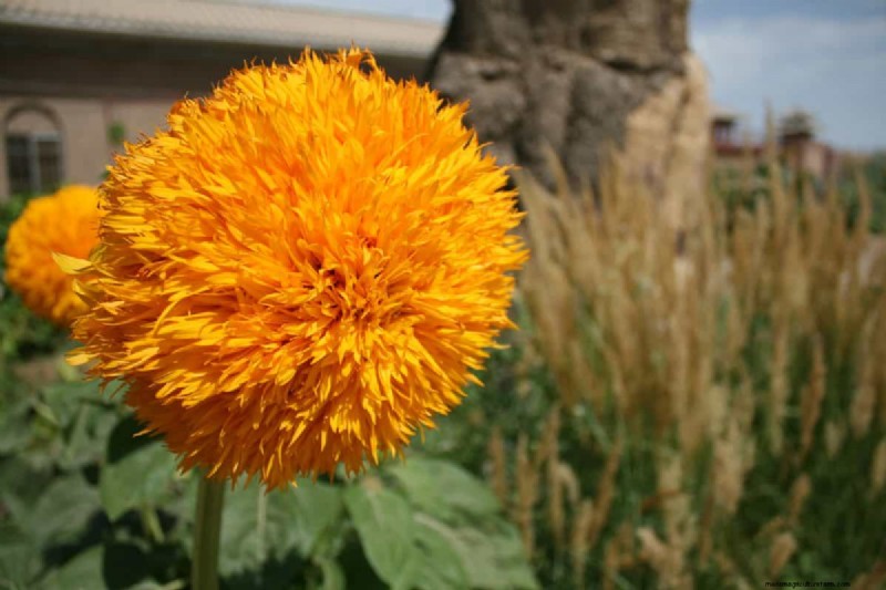Hittetolerante planten:24 variëteiten voor een bloeiende zomertuin 