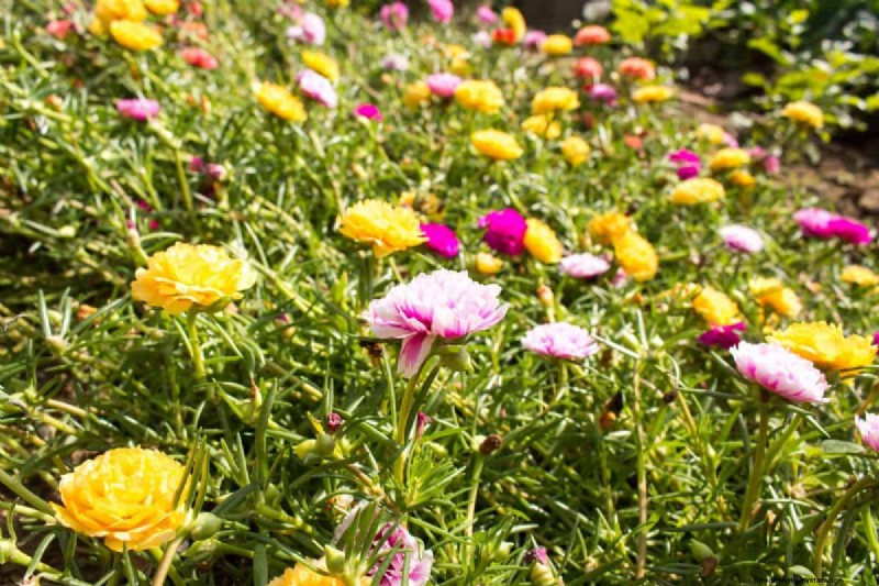Hittetolerante planten:24 variëteiten voor een bloeiende zomertuin 