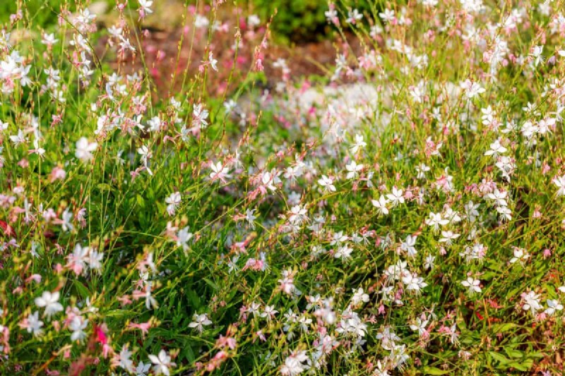 Hittetolerante planten:24 variëteiten voor een bloeiende zomertuin 