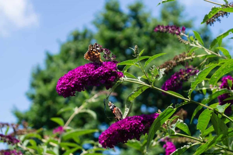 Hittetolerante planten:24 variëteiten voor een bloeiende zomertuin 