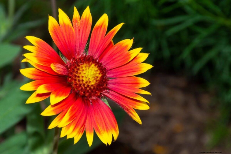 Hittetolerante planten:24 variëteiten voor een bloeiende zomertuin 