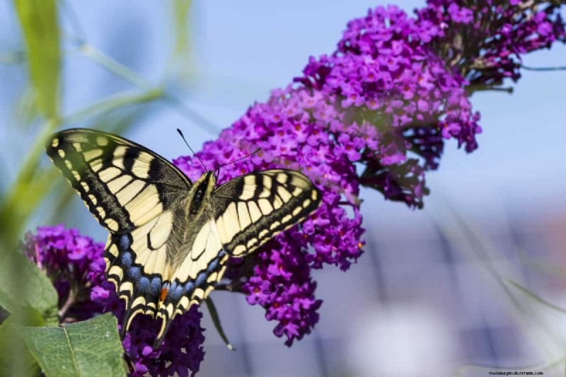 Hittetolerante planten:24 variëteiten voor een bloeiende zomertuin 