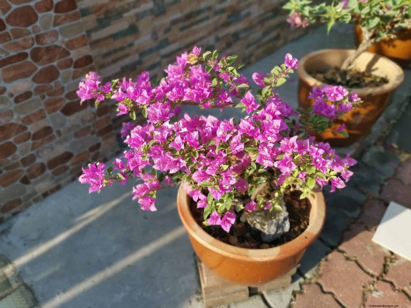Le migliori piante portacontainer per cortili soleggiati:resistenti al calore e a bassa manutenzione 