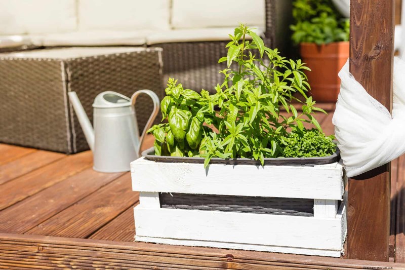 Le migliori piante portacontainer per cortili soleggiati:resistenti al calore e a bassa manutenzione 