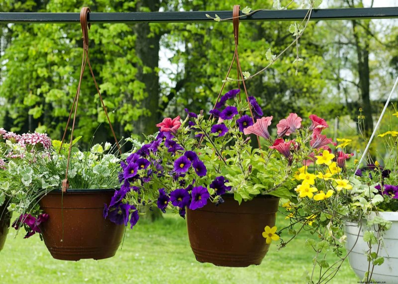 Le migliori piante portacontainer per cortili soleggiati:resistenti al calore e a bassa manutenzione 