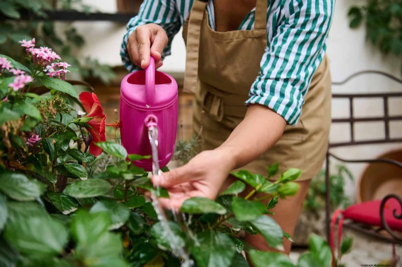 Le migliori piante portacontainer per cortili soleggiati:resistenti al calore e a bassa manutenzione 