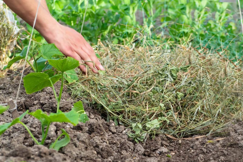 Intelligente Garten-Hacks:Sparen Sie Zeit, Wasser und Geld – Expertentipps 