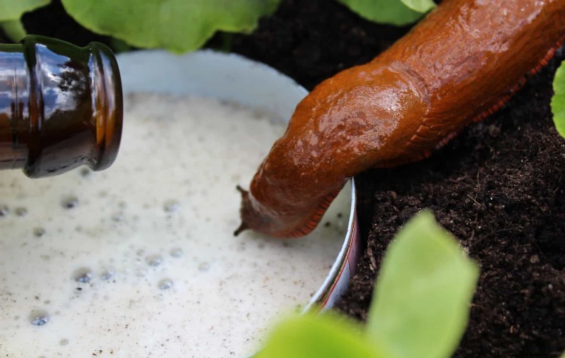 Intelligente Garten-Hacks:Sparen Sie Zeit, Wasser und Geld – Expertentipps 