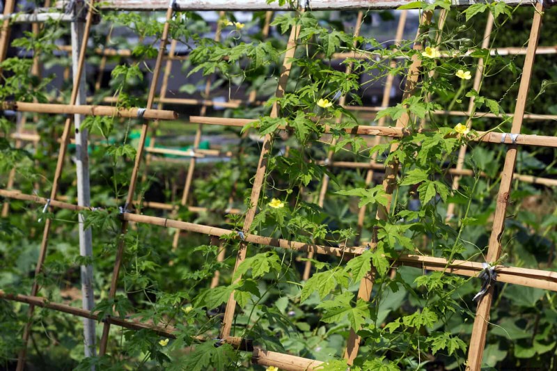 Intelligente Garten-Hacks:Sparen Sie Zeit, Wasser und Geld – Expertentipps 