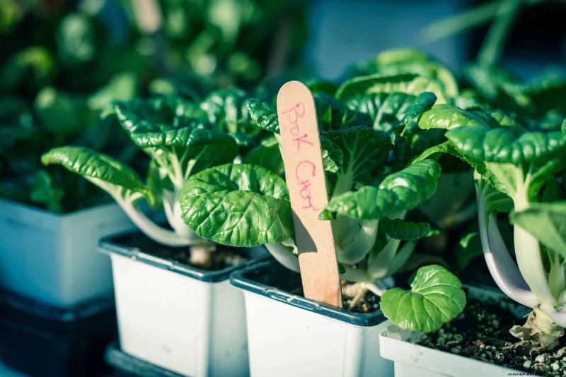Intelligente Garten-Hacks:Sparen Sie Zeit, Wasser und Geld – Expertentipps 