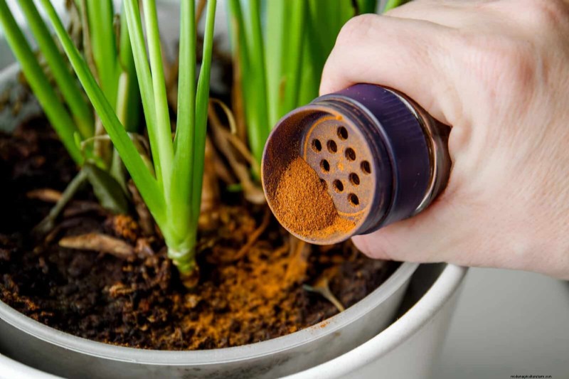 Intelligente Garten-Hacks:Sparen Sie Zeit, Wasser und Geld – Expertentipps 