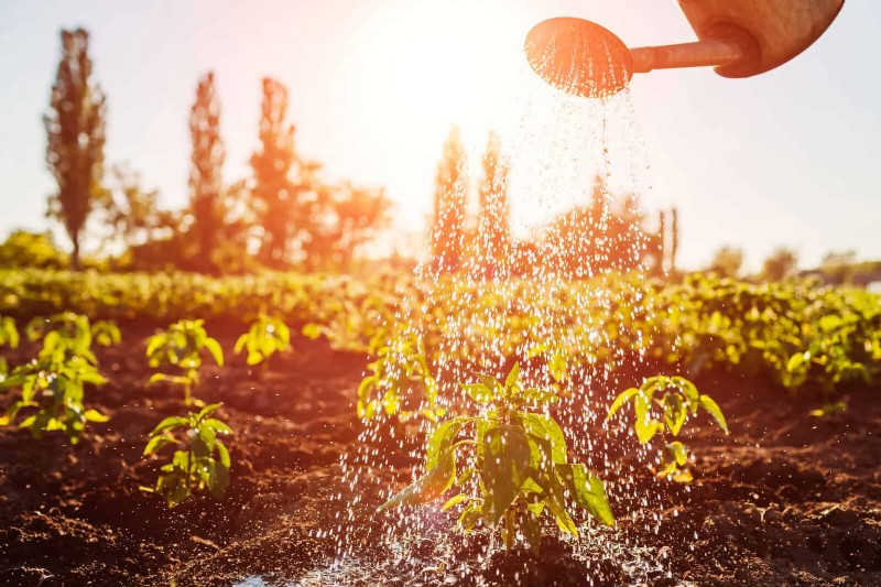 Intelligente Garten-Hacks:Sparen Sie Zeit, Wasser und Geld – Expertentipps 