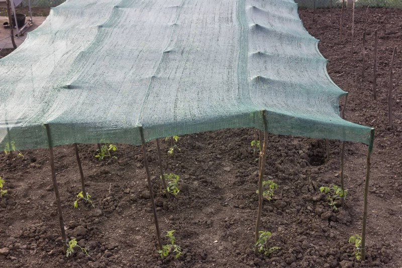 Intelligente Garten-Hacks:Sparen Sie Zeit, Wasser und Geld – Expertentipps 