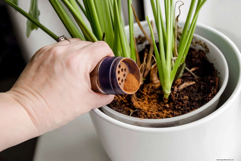 25 slimme kamerplant-hacks voor bloeiende planten | Depositphotos 