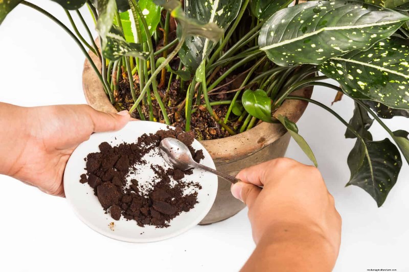 25 slimme kamerplant-hacks voor bloeiende planten | Depositphotos 