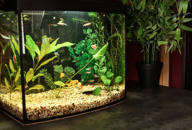 25 slimme kamerplant-hacks voor bloeiende planten | Depositphotos 