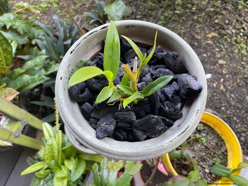 25 slimme kamerplant-hacks voor bloeiende planten | Depositphotos 
