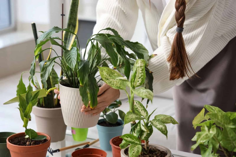 25 slimme kamerplant-hacks voor bloeiende planten | Depositphotos 