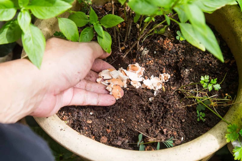 25 slimme kamerplant-hacks voor bloeiende planten | Depositphotos 