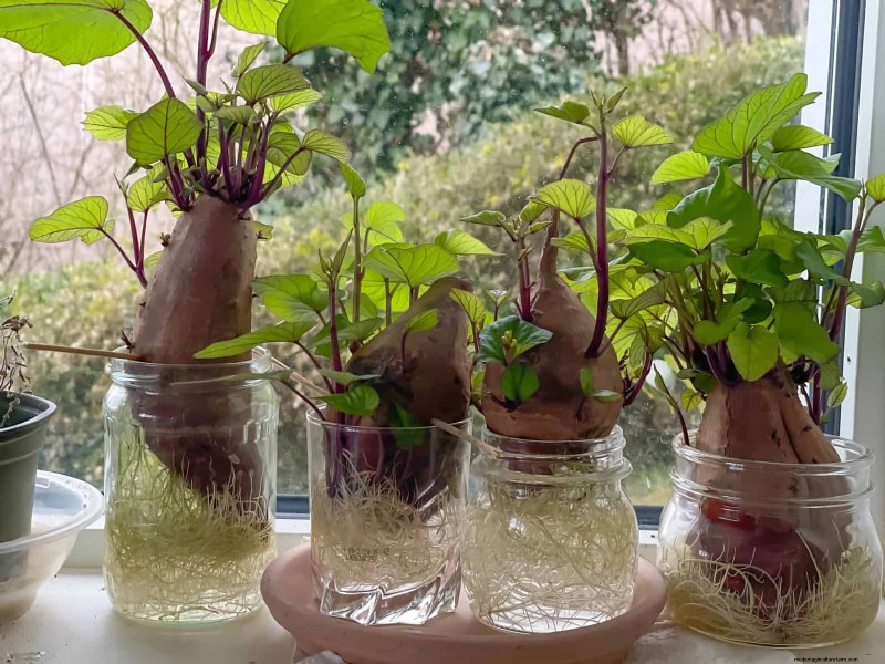 25 slimme kamerplant-hacks voor bloeiende planten | Depositphotos 