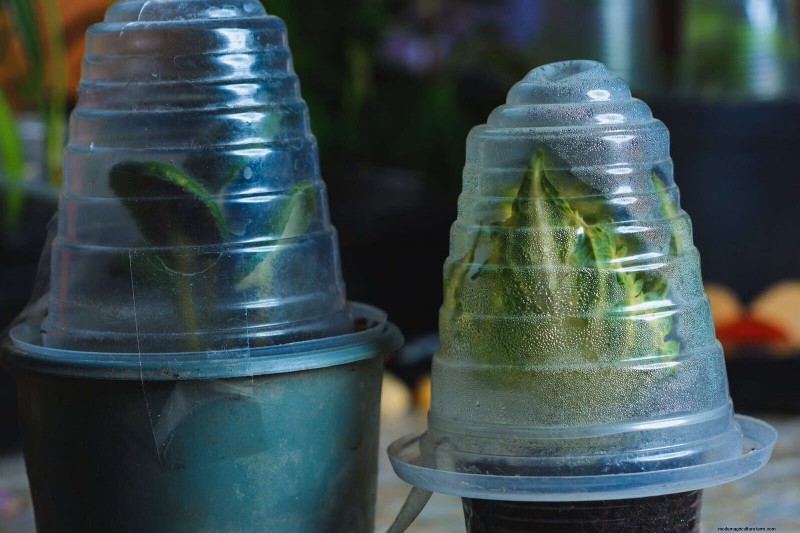 25 slimme kamerplant-hacks voor bloeiende planten | Depositphotos 