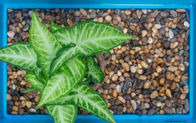 25 slimme kamerplant-hacks voor bloeiende planten | Depositphotos 