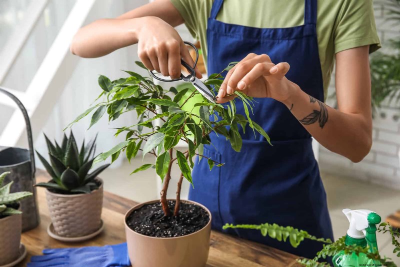 25 slimme kamerplant-hacks voor bloeiende planten | Depositphotos 