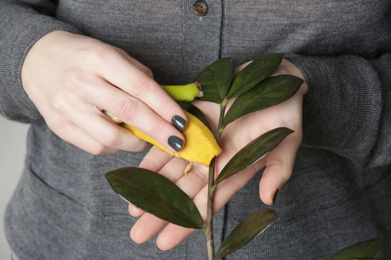 25 slimme kamerplant-hacks voor bloeiende planten | Depositphotos 