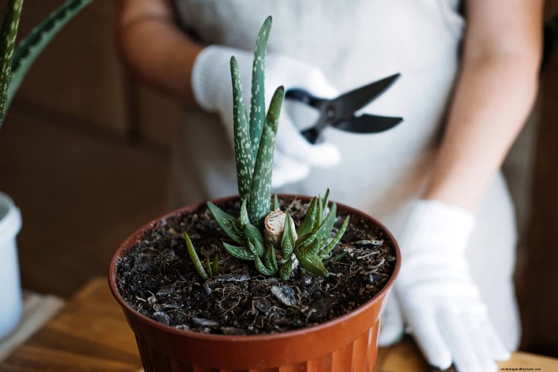 25 slimme kamerplant-hacks voor bloeiende planten | Depositphotos 