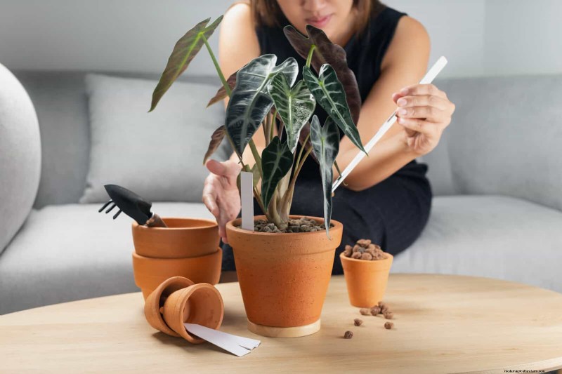 25 slimme kamerplant-hacks voor bloeiende planten | Depositphotos 