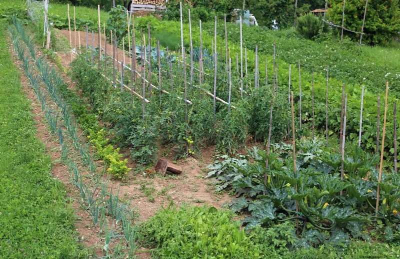 Schadelijke plantencombinaties:vermijd deze 21 tuincombinaties 