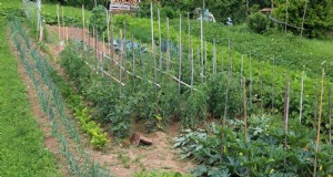 Schadelijke plantencombinaties:vermijd deze 21 tuincombinaties 