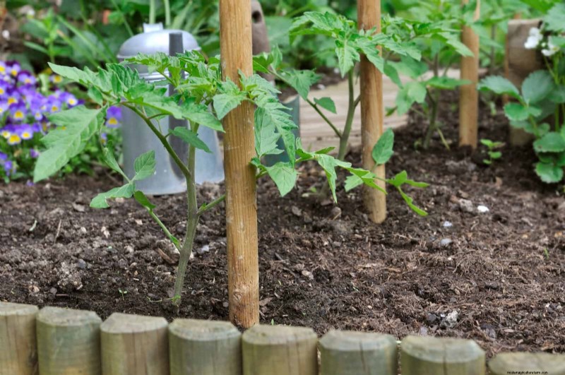 Schadelijke plantencombinaties:vermijd deze 21 tuincombinaties 