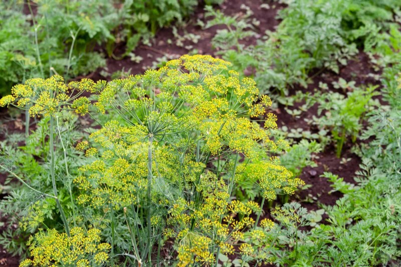 Schadelijke plantencombinaties:vermijd deze 21 tuincombinaties 