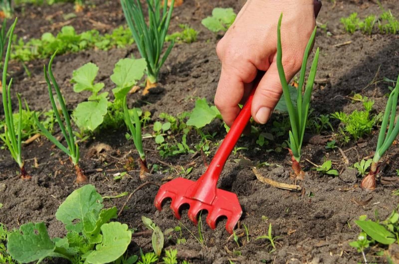 Schadelijke plantencombinaties:vermijd deze 21 tuincombinaties 