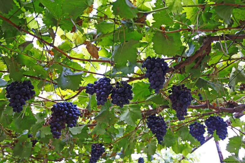 Schadelijke plantencombinaties:vermijd deze 21 tuincombinaties 