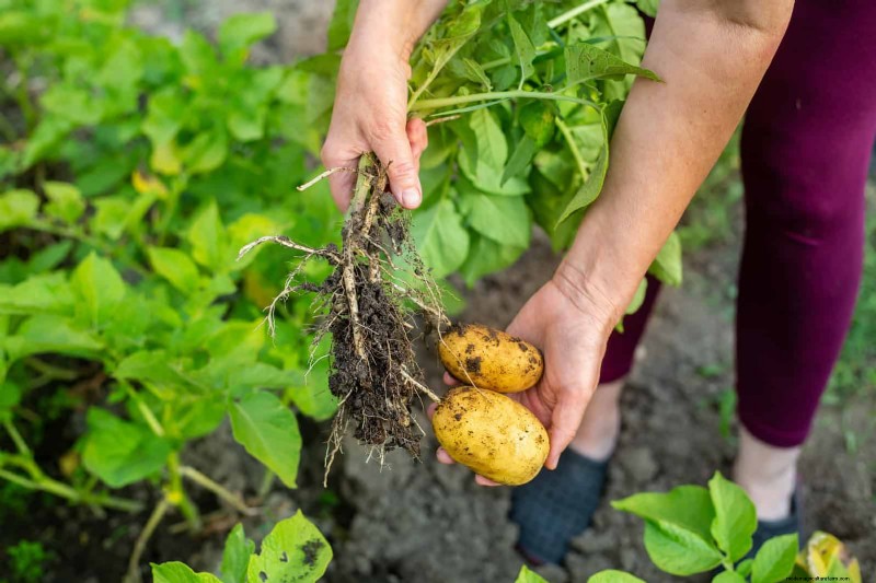 Schadelijke plantencombinaties:vermijd deze 21 tuincombinaties 