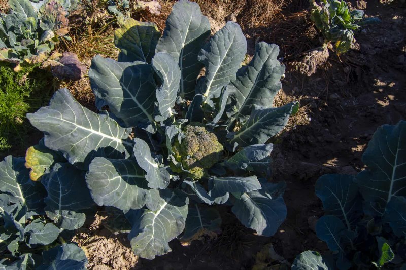 Schadelijke plantencombinaties:vermijd deze 21 tuincombinaties 