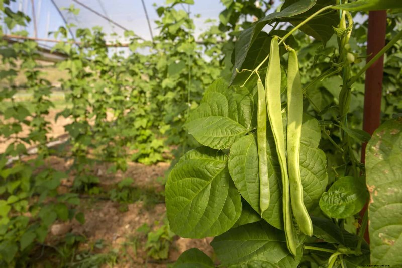 Schadelijke plantencombinaties:vermijd deze 21 tuincombinaties 