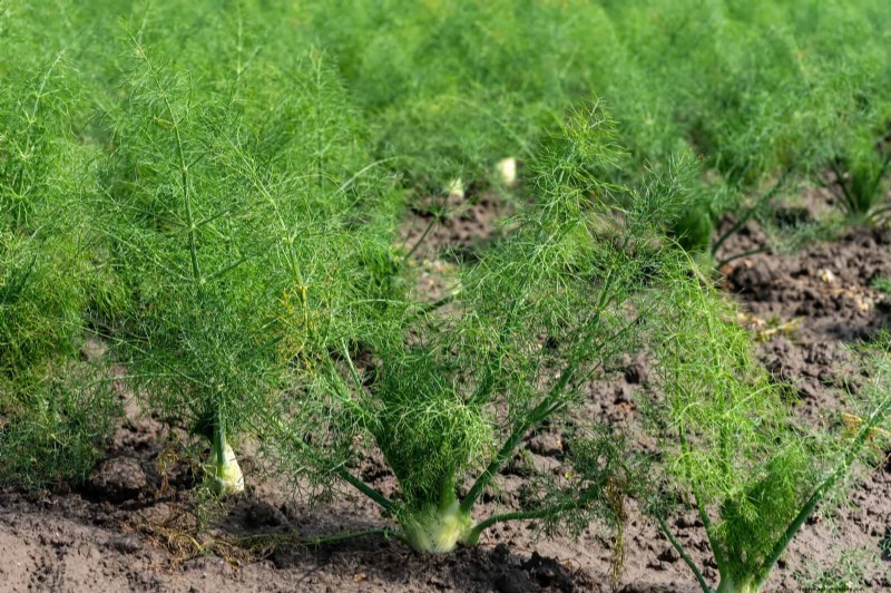 Schadelijke plantencombinaties:vermijd deze 21 tuincombinaties 