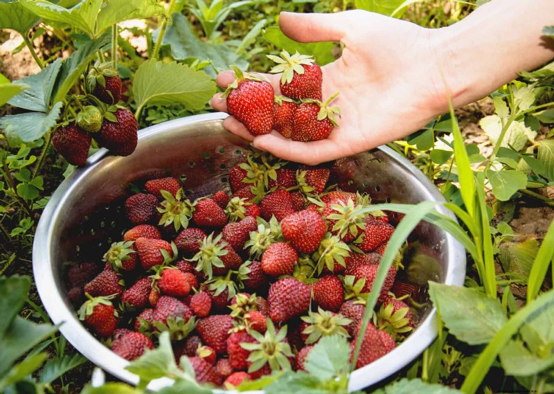 Schadelijke plantencombinaties:vermijd deze 21 tuincombinaties 