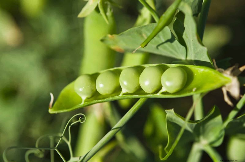 Schadelijke plantencombinaties:vermijd deze 21 tuincombinaties 