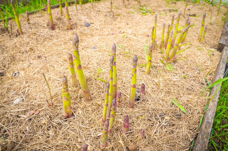 Schadelijke plantencombinaties:vermijd deze 21 tuincombinaties 